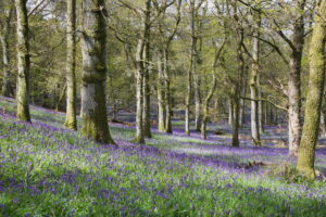 Bluebells at Kinklaven Woods