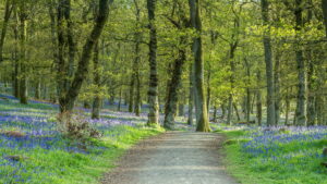 Bluebells at Kinklaven Woods