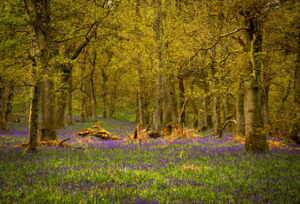 Bluebells at Kinklaven Woods